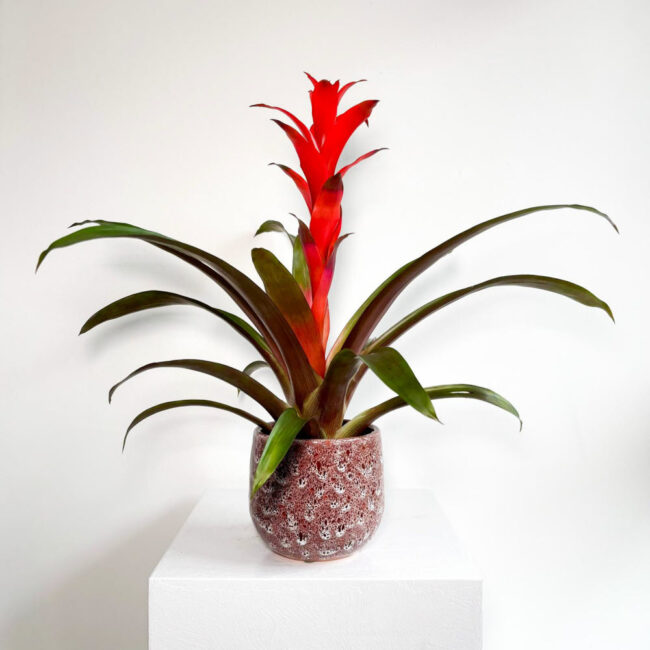 guzmania12022501
