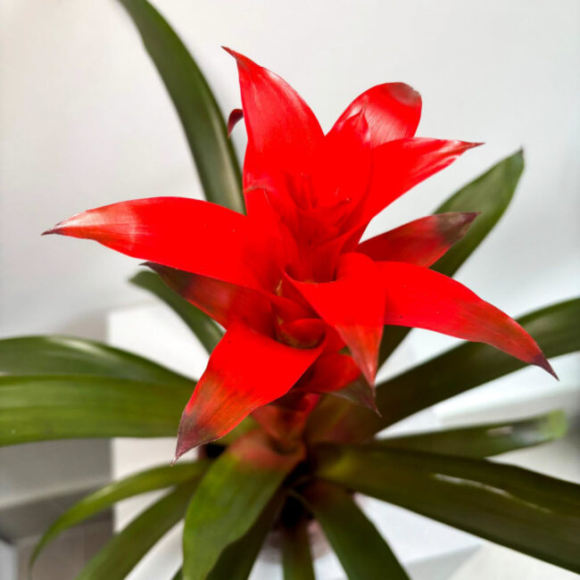 guzmania12022502