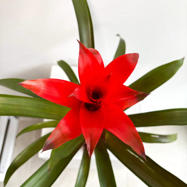 guzmania12022505
