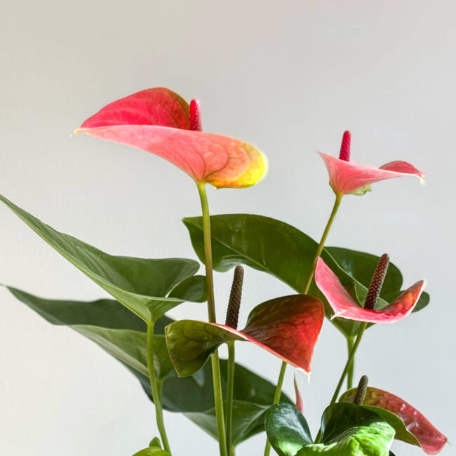 anthuriumpink06032503