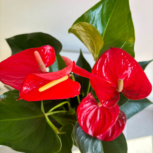 anthuriumred06032503