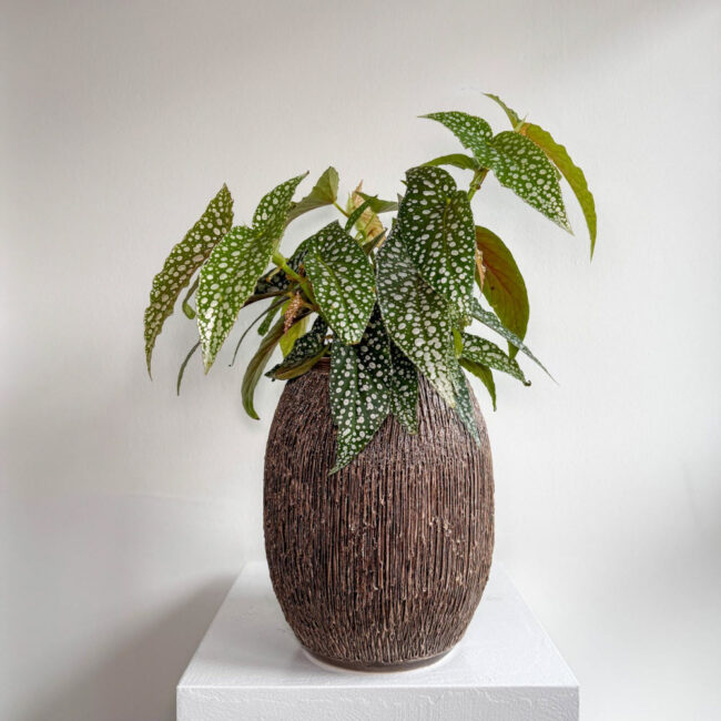 begonia03032500