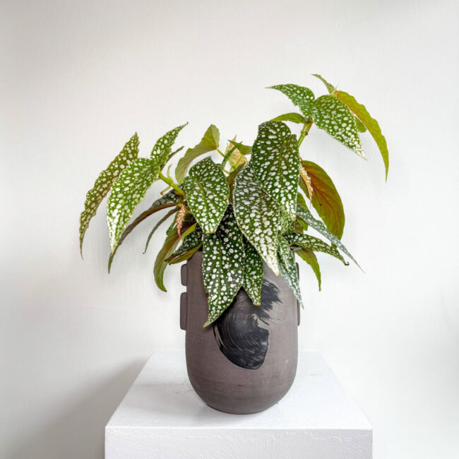 begonia03032501