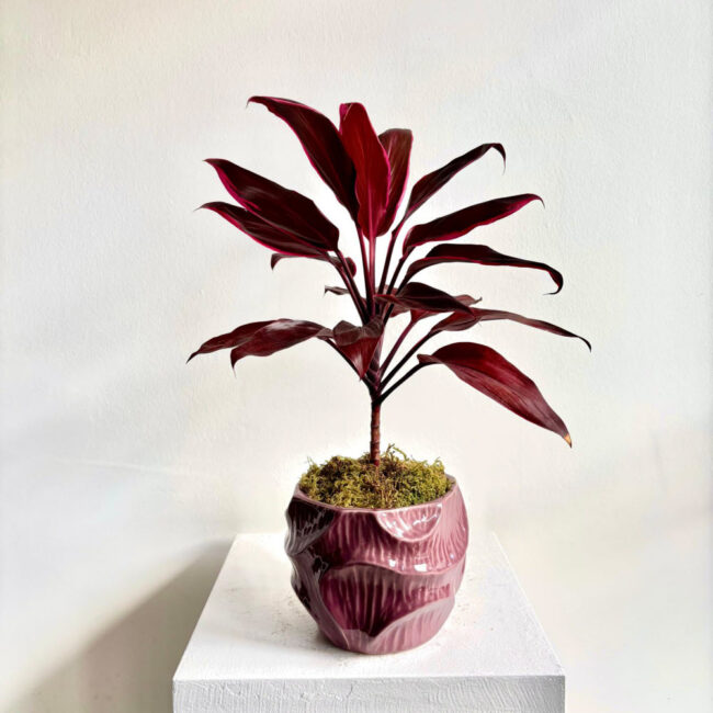 Cordyline