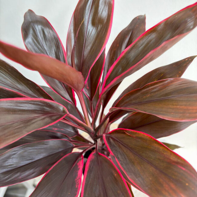 cordyline08032500