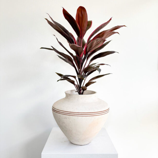 cordyline08032501