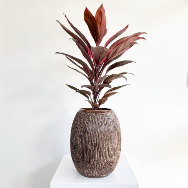 cordyline08032502