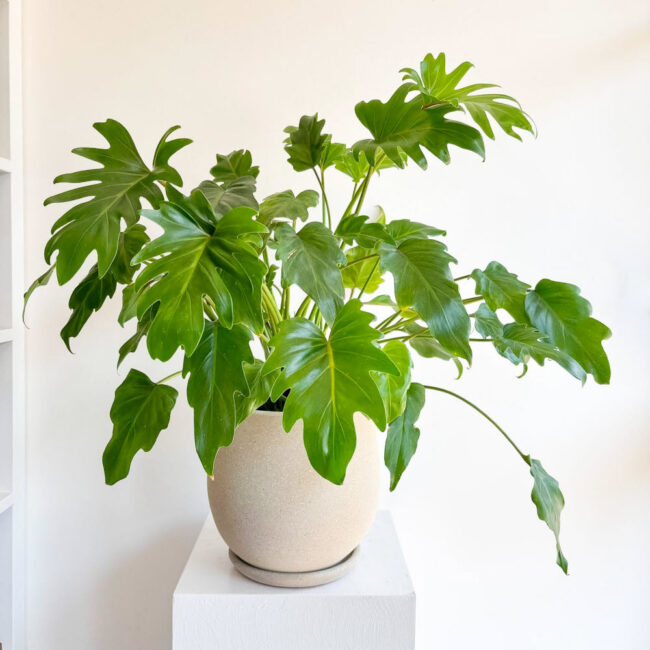 philodendron xanadu