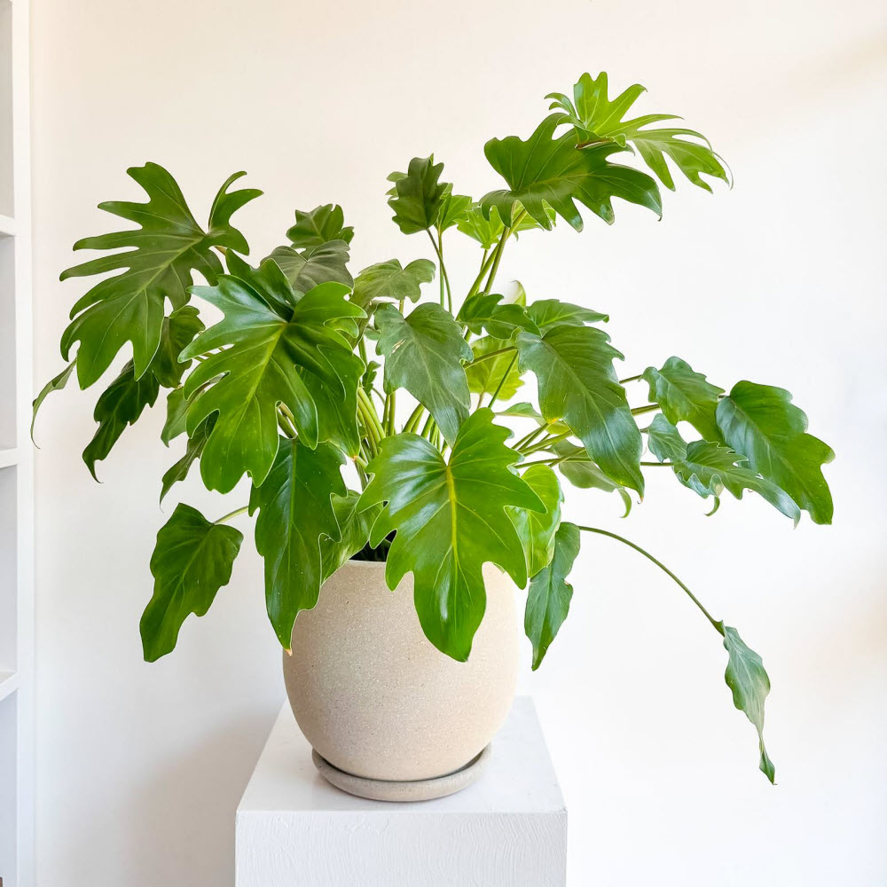 philodendron xanadu