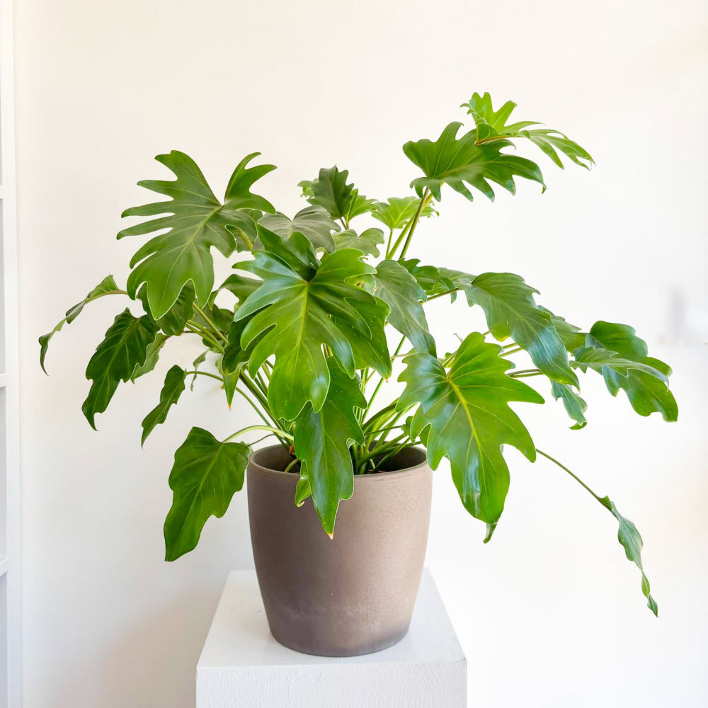 philodendron xanadu
