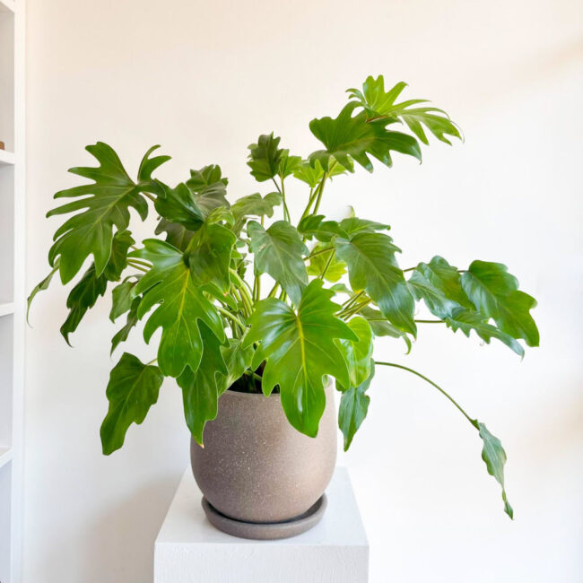 philodendron xanadu