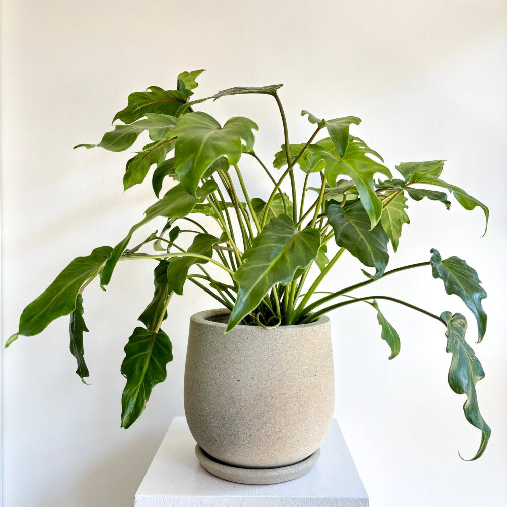 Philodendron Xanadu Kumlu Bej Saksı İle