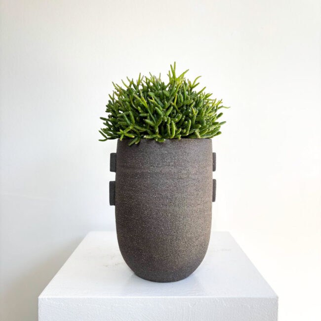 rhipsalis06032500