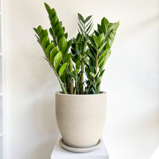 zamio75cm07032501