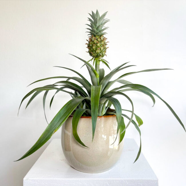 ananas10042500