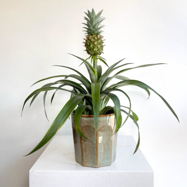 ananas10042501