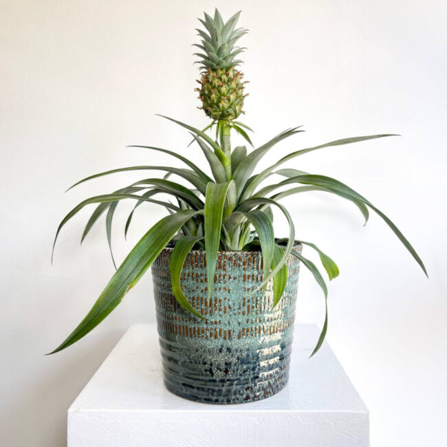 ananas10042502