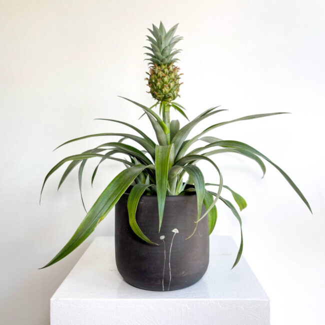 ananas10042503