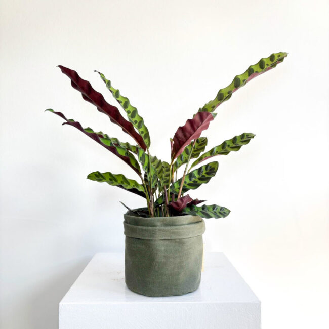 calathealancifolia11042500