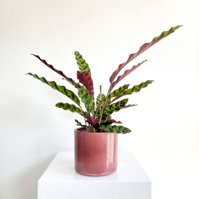 calathealancifolia11042501