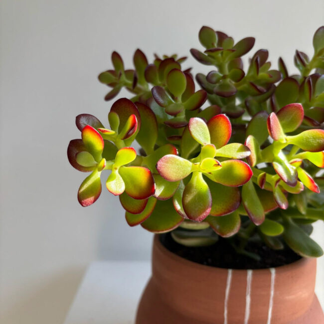 crassula10042500