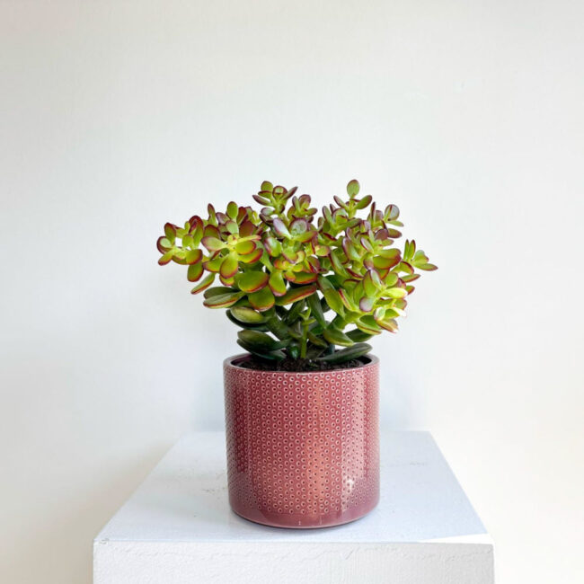 crassula10042501