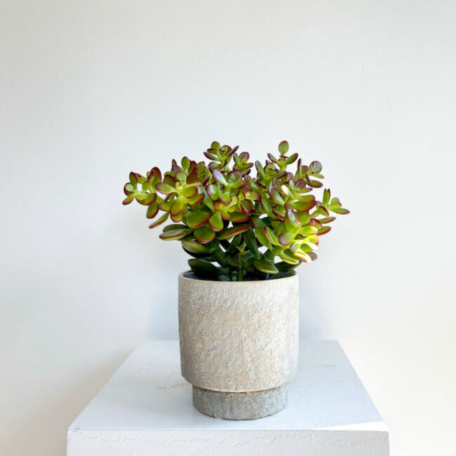 crassula10042502