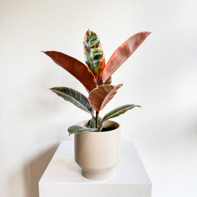 ficuselasticabelize241101