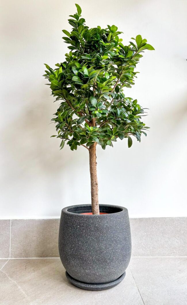 ficusmicrocarpa1804 (3)
