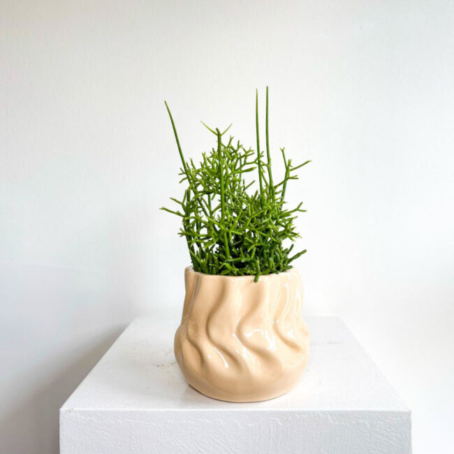 rhipsalis11042500