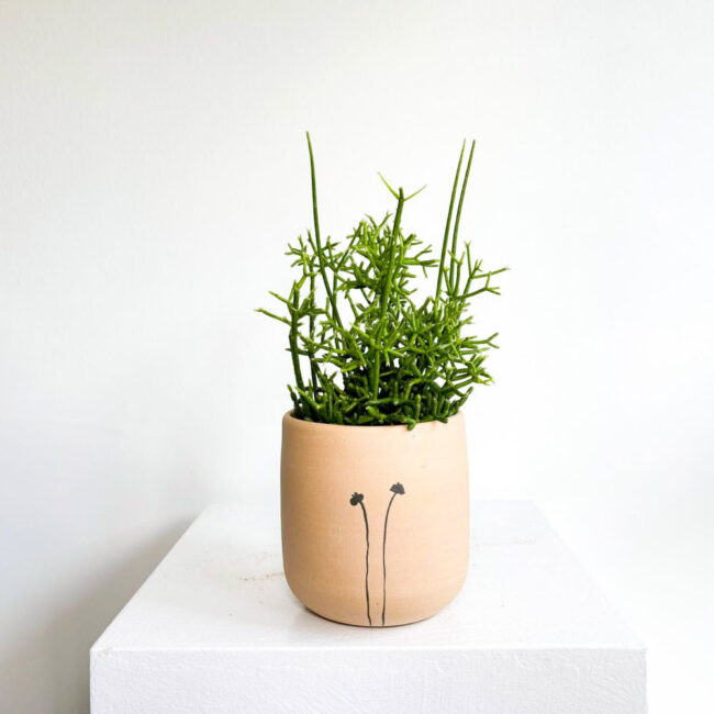rhipsalis11042501