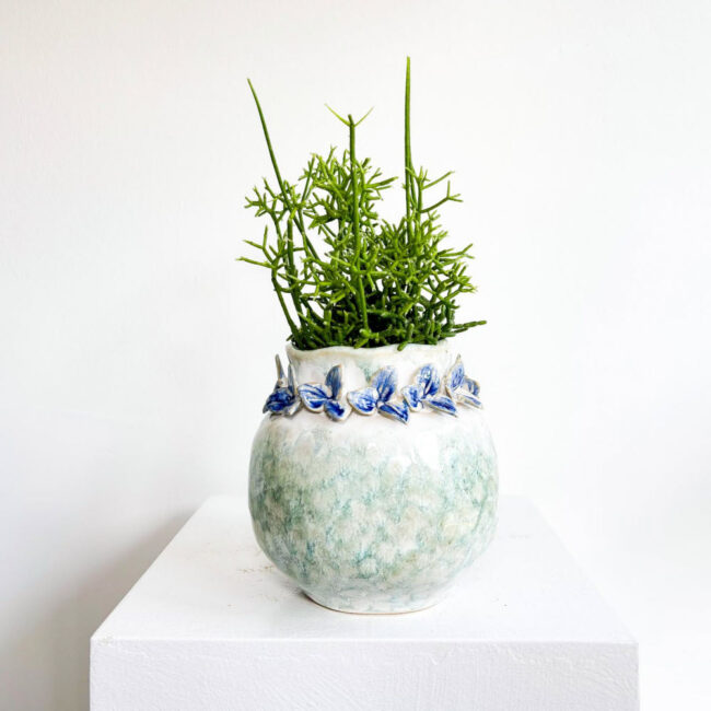 rhipsalis11042502