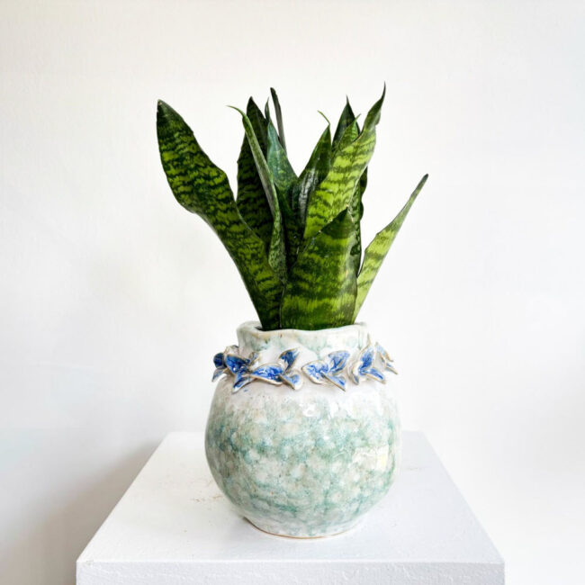 sansevieria11042500