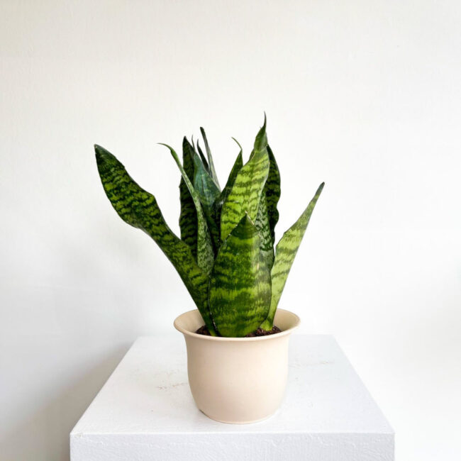 sansevieria11042501