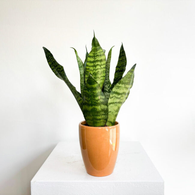 sansevieria11042502