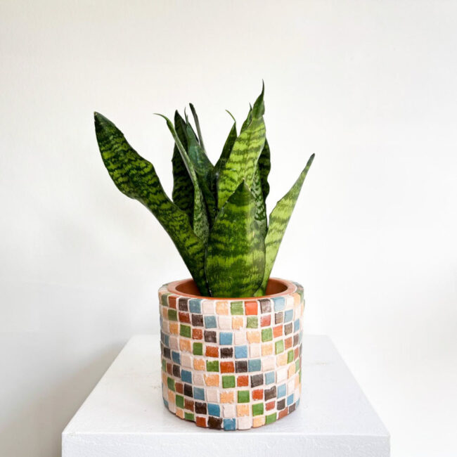 sansevieria11042503