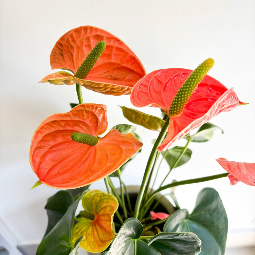 anthurium-mercan00