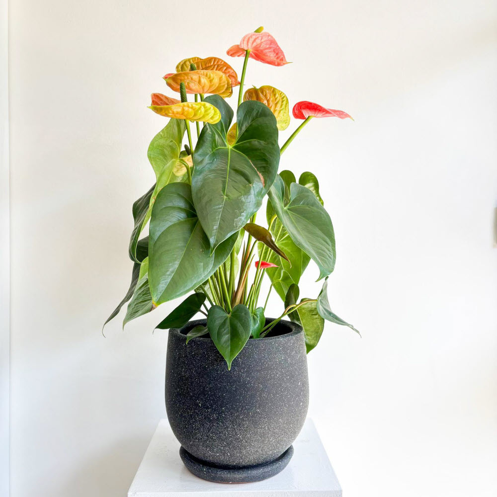 anthurium-mercan01