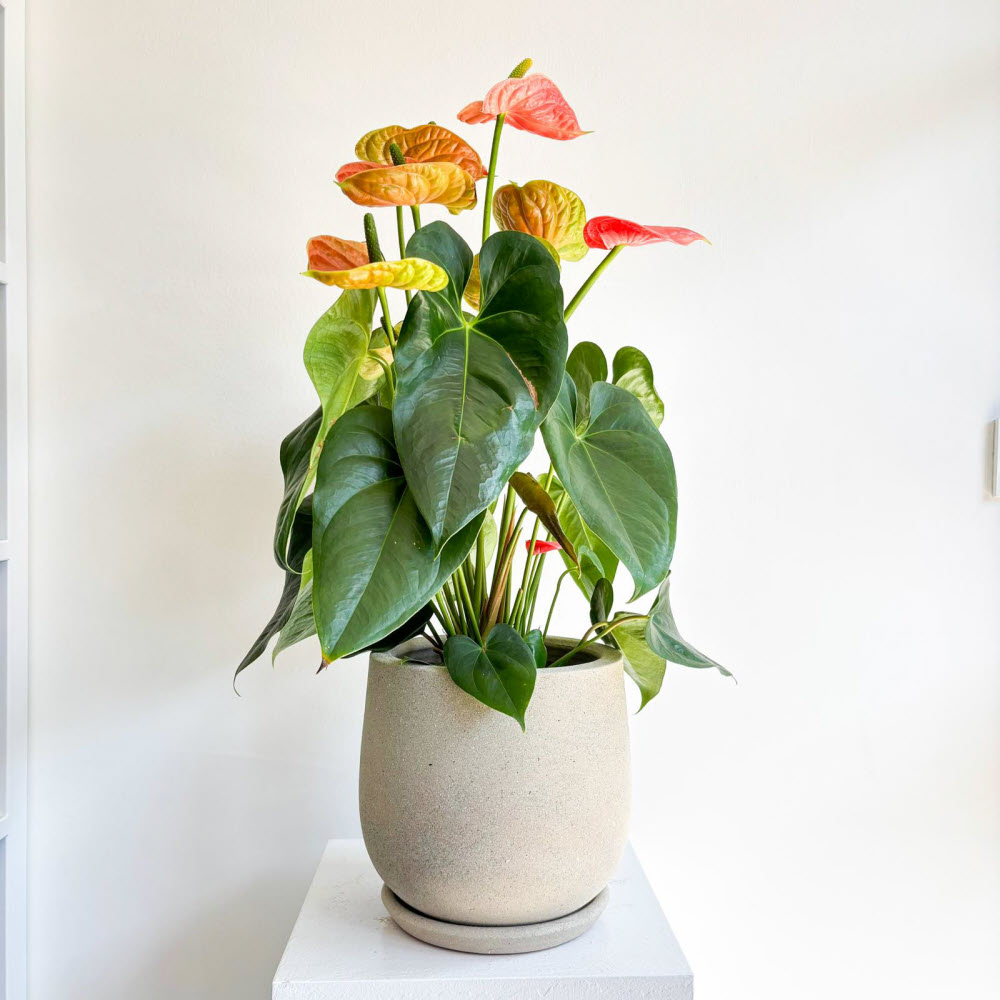 anthurium-mercan02