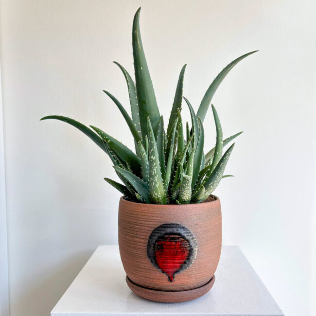 aloevera250703