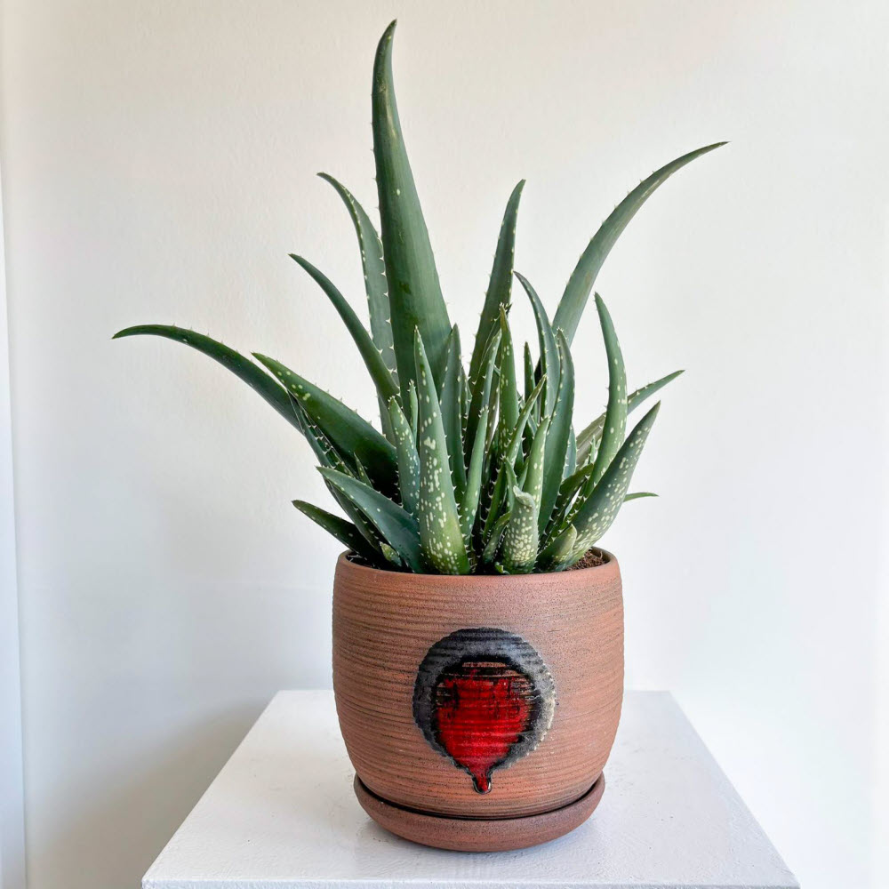 aloevera250703