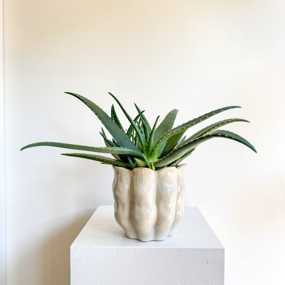 aloevera251101