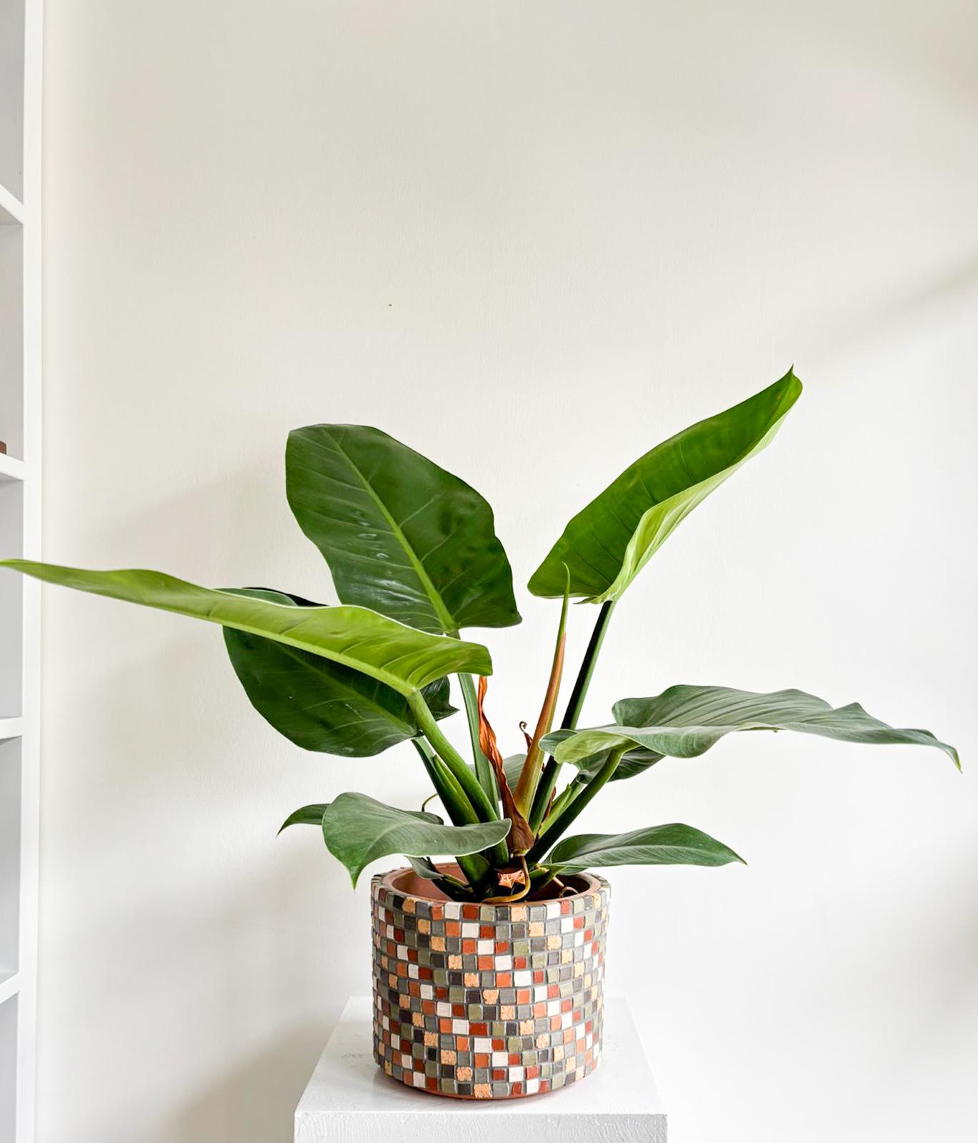 philodendronimperial (1)