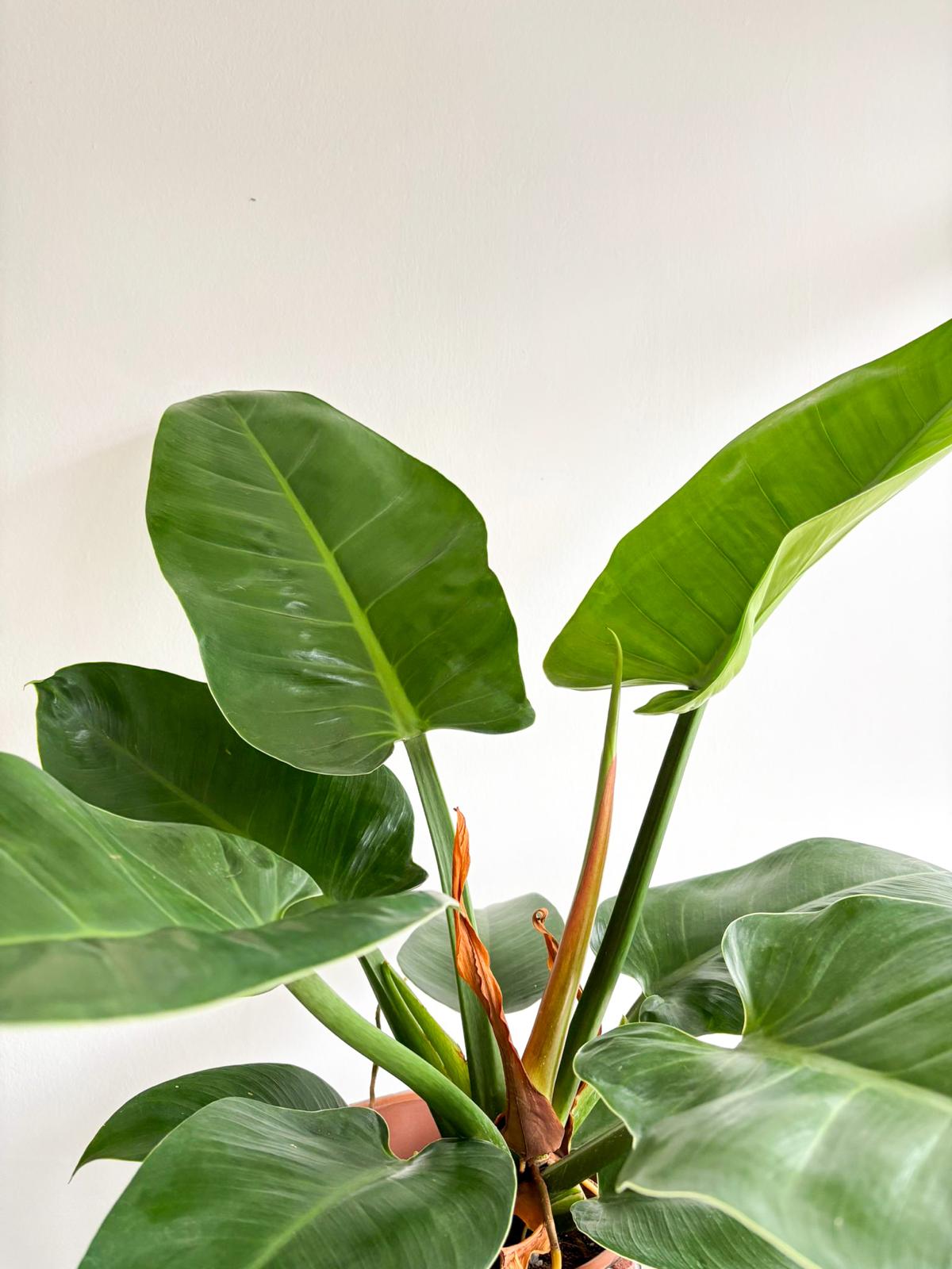 philodendronimperial (2)