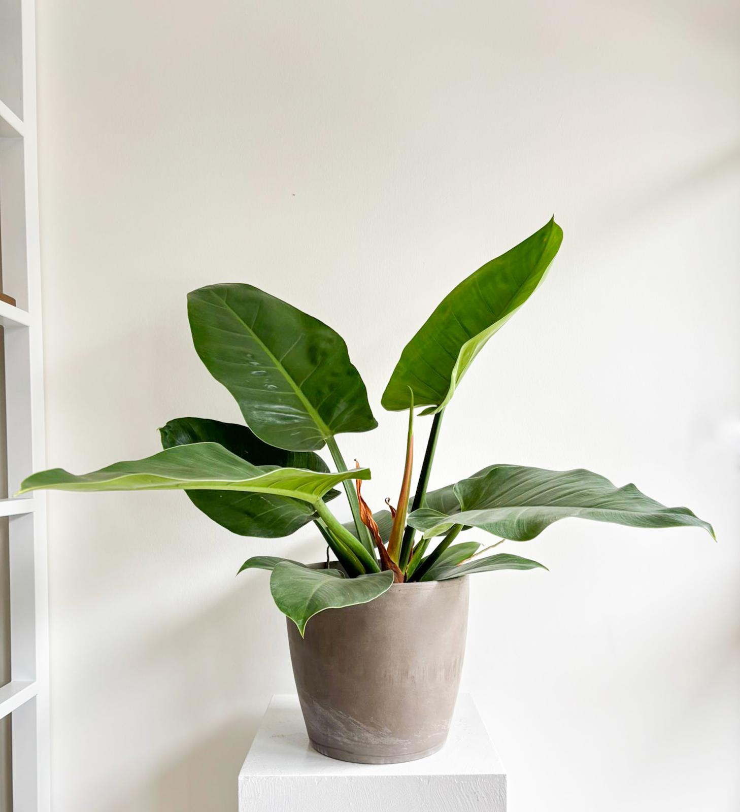 philodendronimperial (3)