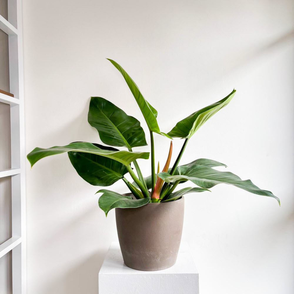 Philodendron Imperial