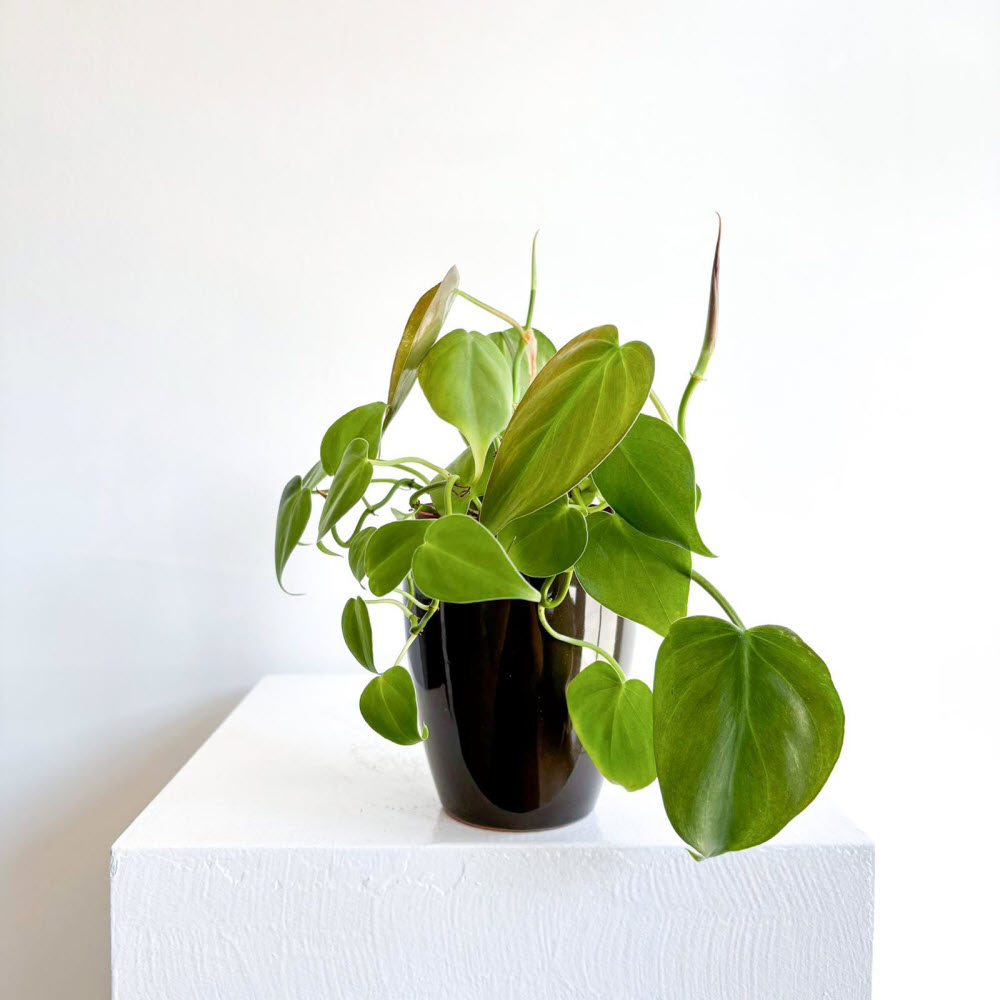 philodendronscandens170700