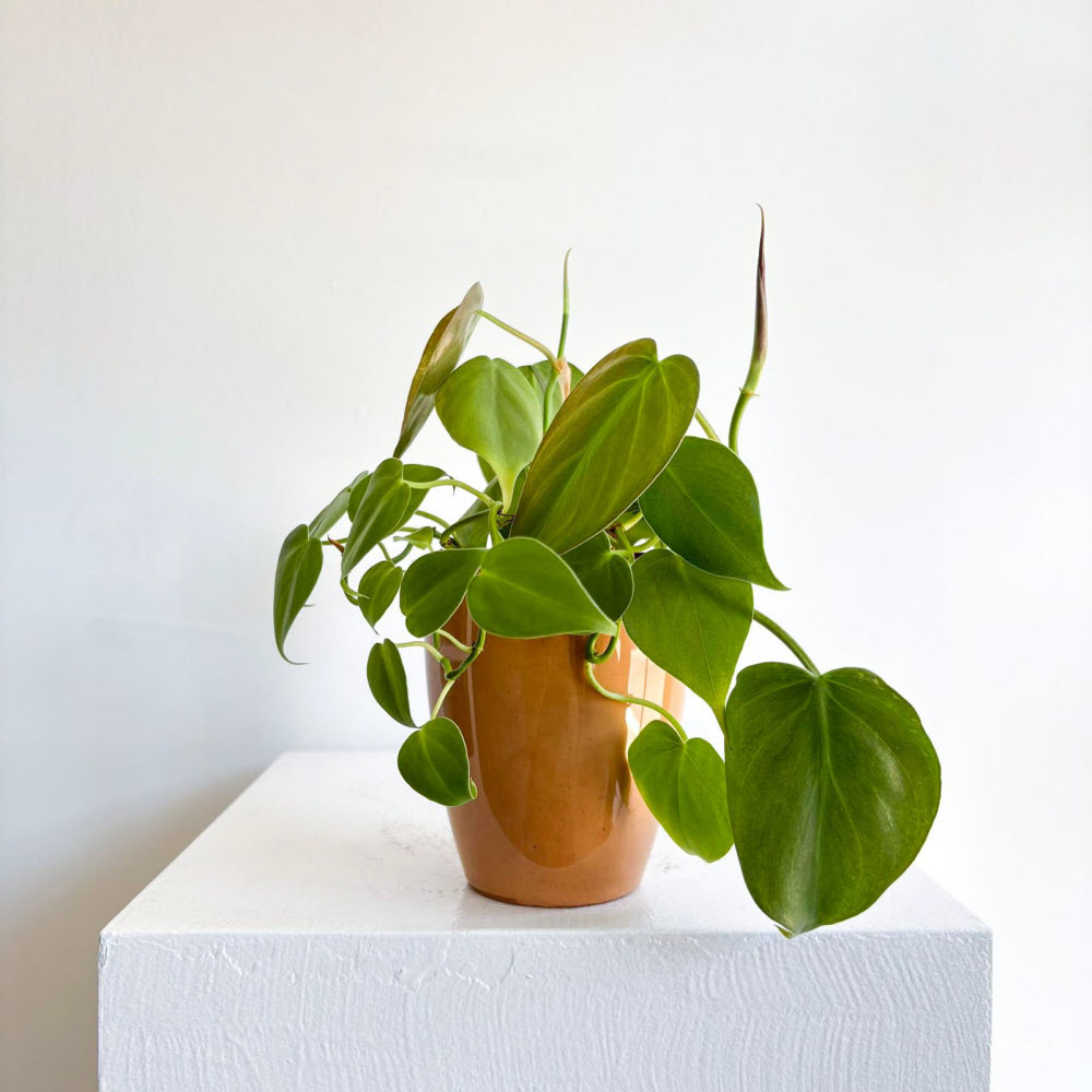 philodendronscandens170701