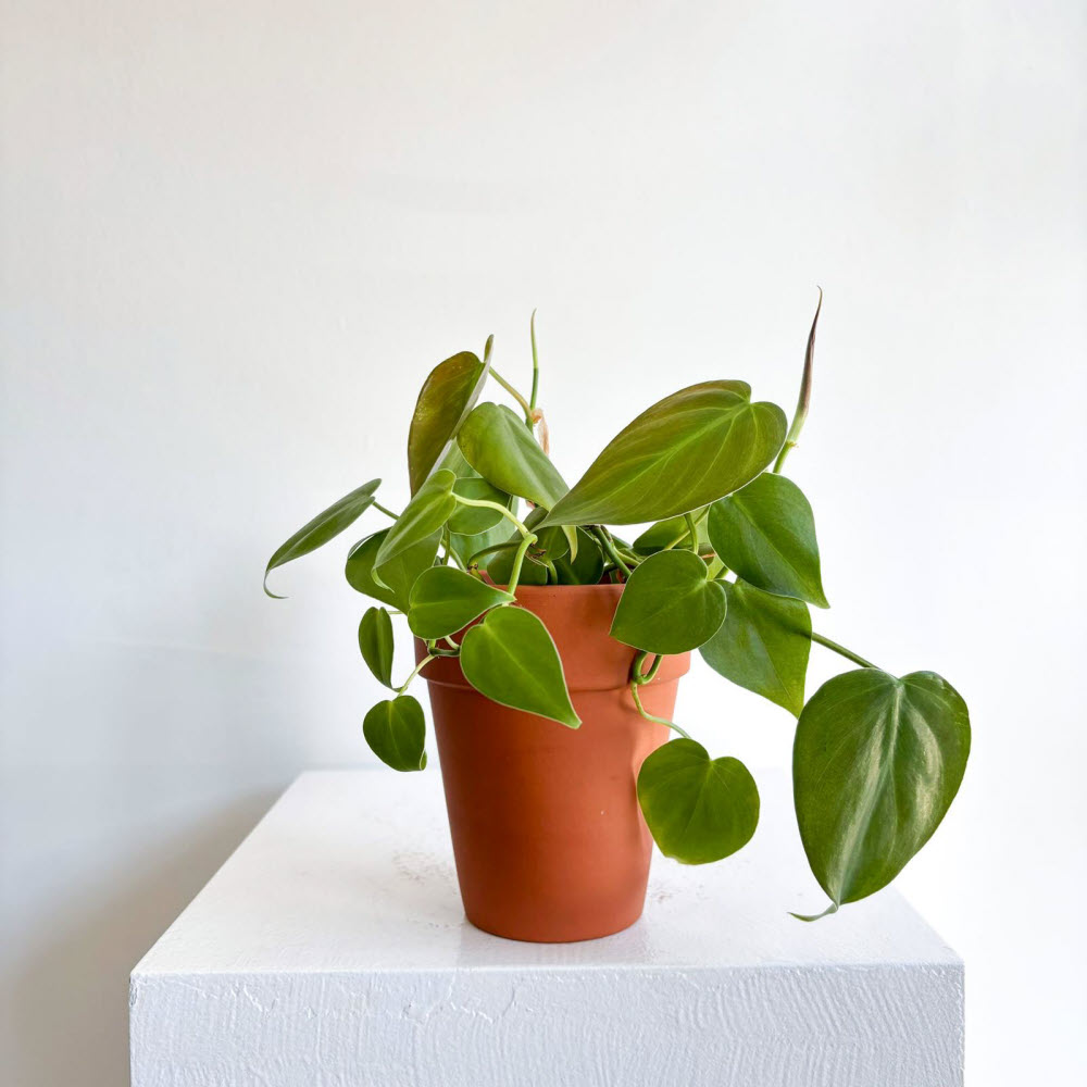 philodendronscandens170702