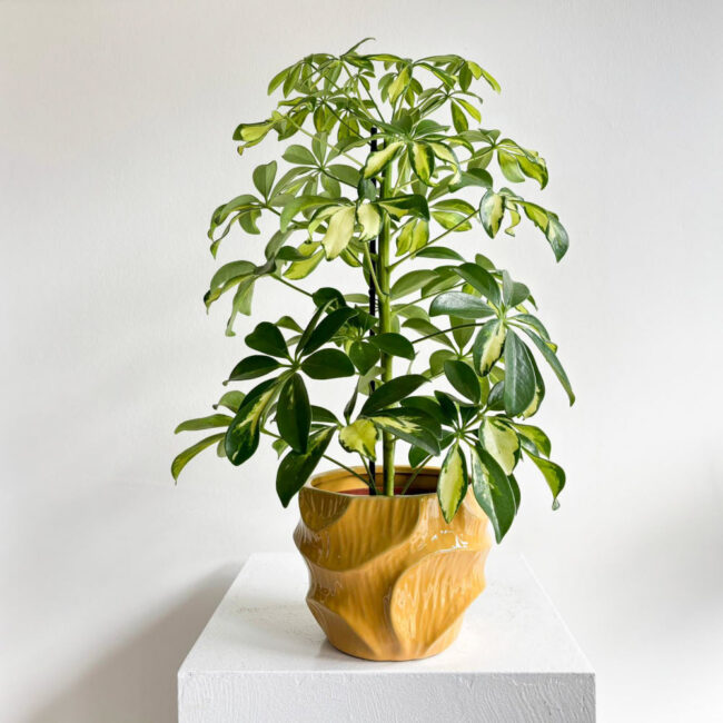 schefflera241001